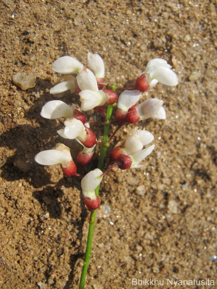 Derris benthamii (Thwaites) Thwaites